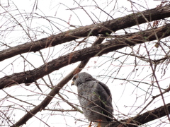 Buteo plagiatus