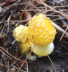 Amanita muscaria guessowii