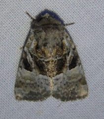 Meropleon ambifusca