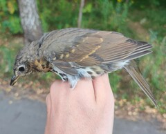 Turdus philomelos philomelos