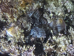 Scorpaena porcus