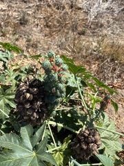 Ricinus communis