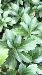 Pachysandra terminalis