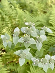 Pycnanthemum