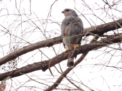 Buteo plagiatus