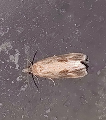 Endothenia quadrimaculana