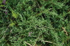 Juniperus sabina
