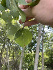Populus tremuloides