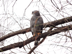 Buteo plagiatus