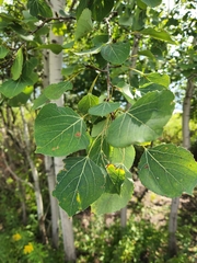 Populus tremuloides
