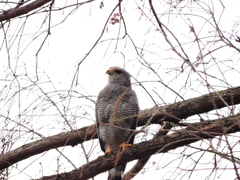 Buteo plagiatus