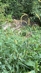 Setaria pumila