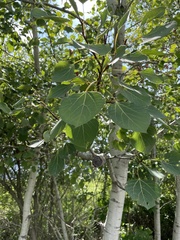 Populus tremuloides