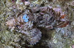 Scorpaena porcus