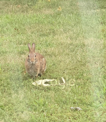 Leporidae