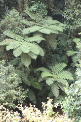 Cyathea manniana