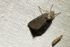 Aporophyla lutulenta