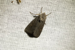 Aporophyla lutulenta