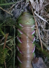 Sphinx ligustri