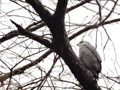 Buteo plagiatus
