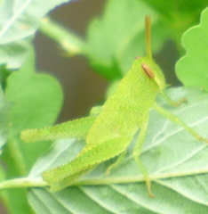 Schistocerca damnifica