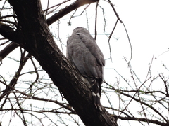 Buteo plagiatus