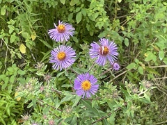Symphyotrichum novae-angliae