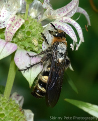 Dielis plumipes