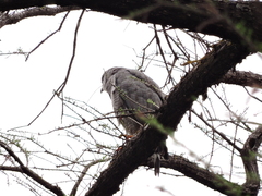 Buteo plagiatus