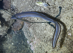 Conger conger