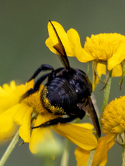 Megachile xylocopoides