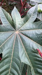 Ricinus communis