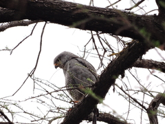 Buteo plagiatus