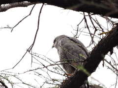 Buteo plagiatus