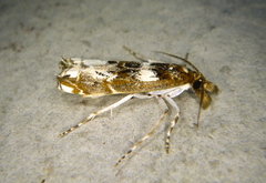 Prionapteryx nebulifera