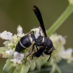 Euodynerus megaera