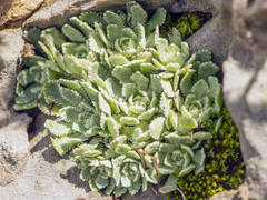 Saxifraga paniculata