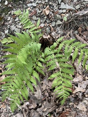 Dryopteris marginalis