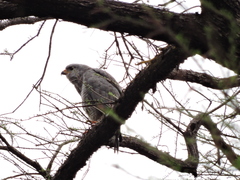 Buteo plagiatus