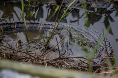 Alligator mississippiensis