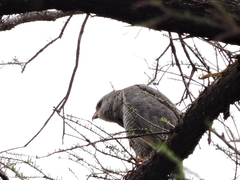Buteo plagiatus