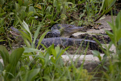 Alligator mississippiensis