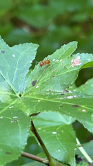 Camponotus castaneus