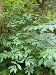 Sambucus racemosa