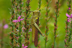 Schistocerca obscura