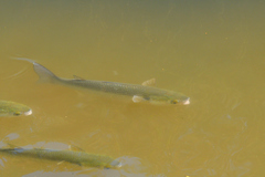 Mugilidae