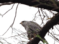 Buteo plagiatus