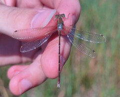 Lestes barbarus