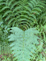 Athyrium filix-femina