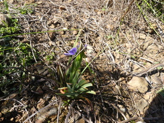 Aristea pusilla